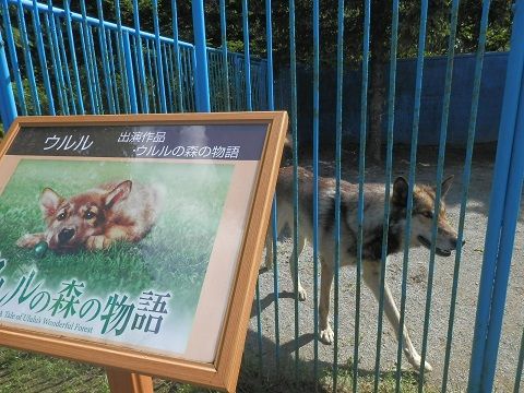 稚内にいるスター犬達 おでかけワンコだにゃ