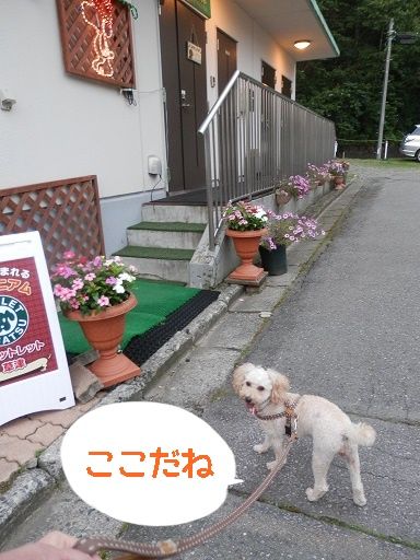 フラットレット草津 おでかけワンコだにゃ