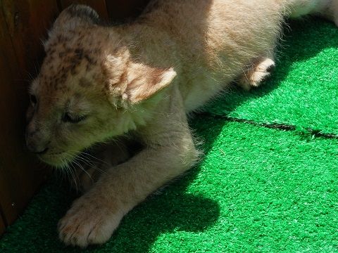 ライオンの赤ちゃんを抱っこしました おでかけワンコだにゃ