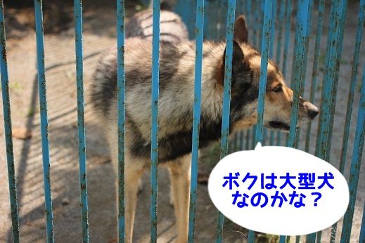 稚内にいるスター犬達 おでかけワンコだにゃ