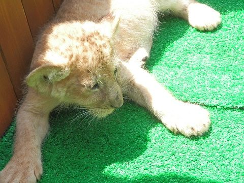 ライオンの赤ちゃんを抱っこしました おでかけワンコだにゃ