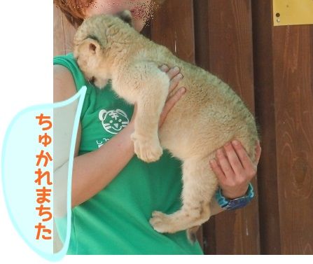 ライオンの赤ちゃんを抱っこしました おでかけワンコだにゃ