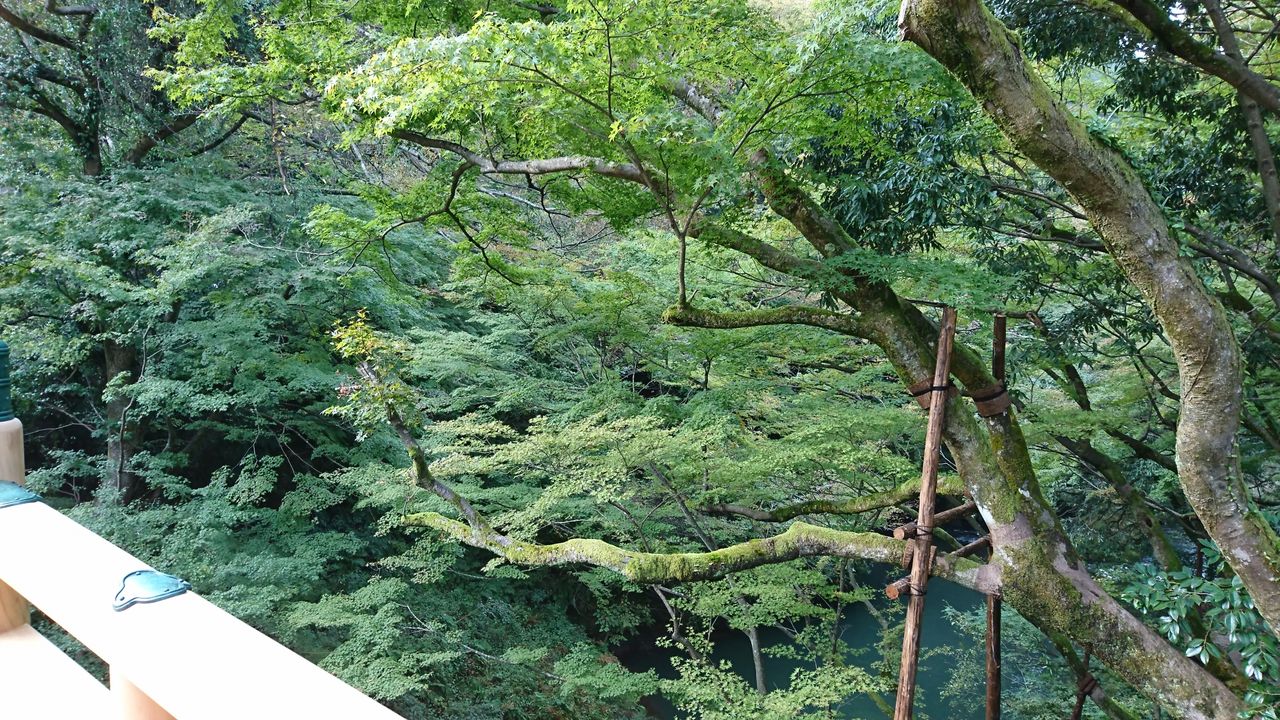 山中温泉 鶴仙渓の紅葉はどんなもん おでかけ日和 2 山中温泉 鶴仙渓の紅葉はどんなもん おでかけ日和 2