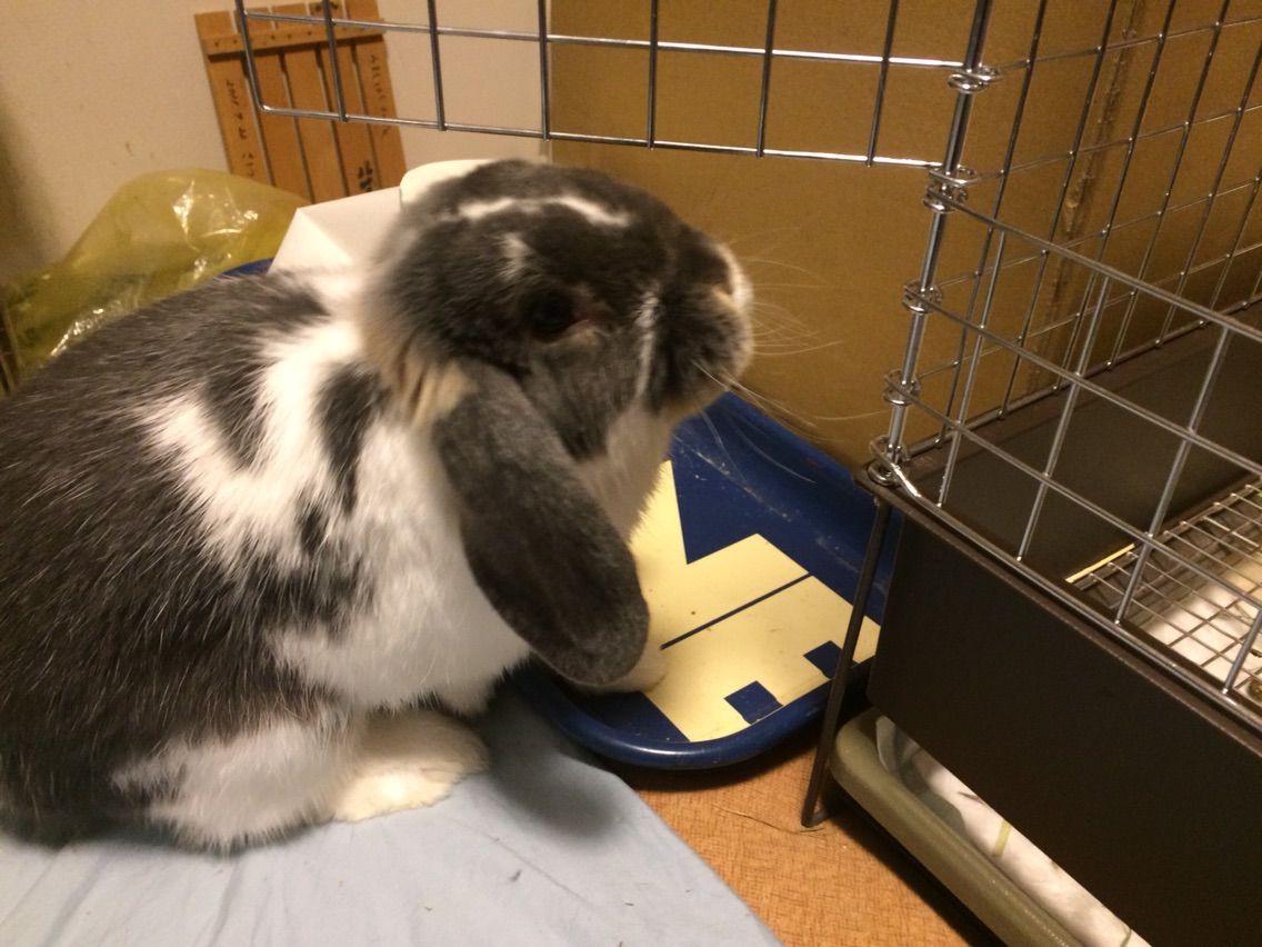 脱走してみる 迷走するうさぎ