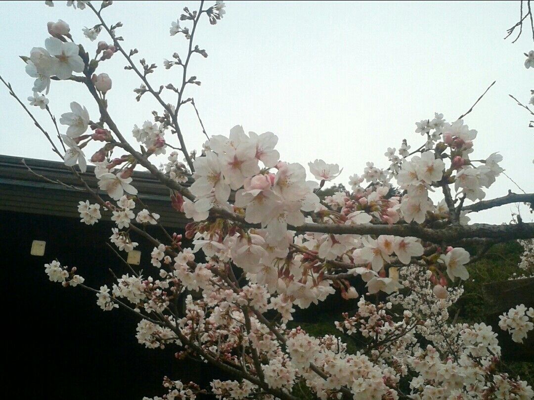 ロシア語で桜は Japan Russia For Tomorrow