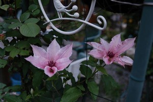 11-6-11pink