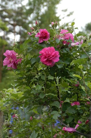 11-6-13rose