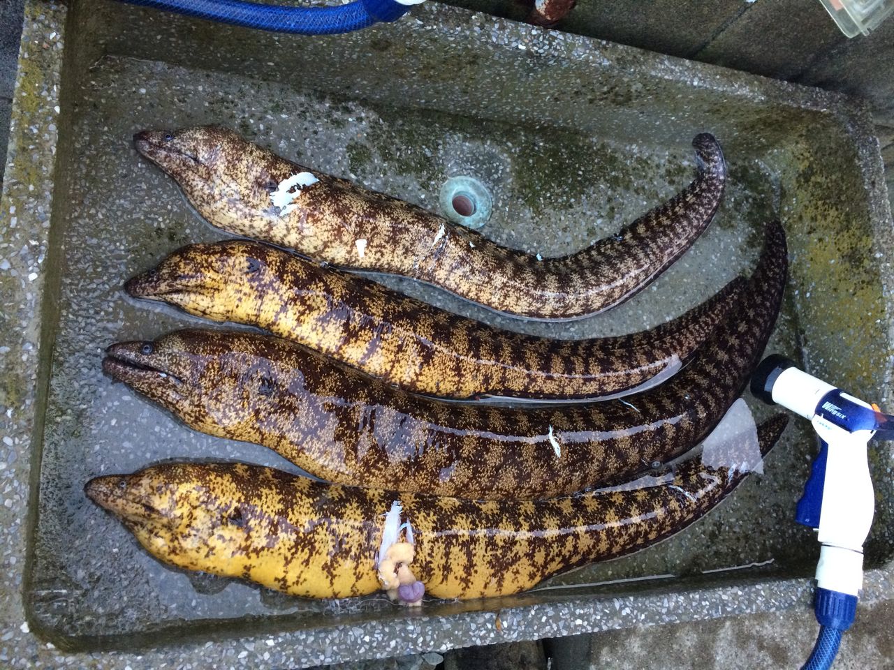 港で花火大会があると 魚はいなくなる は本当か コバルトブルー プライマル 港で花火大会があると 魚はいなくなる は本当か コバルトブルー プライマル