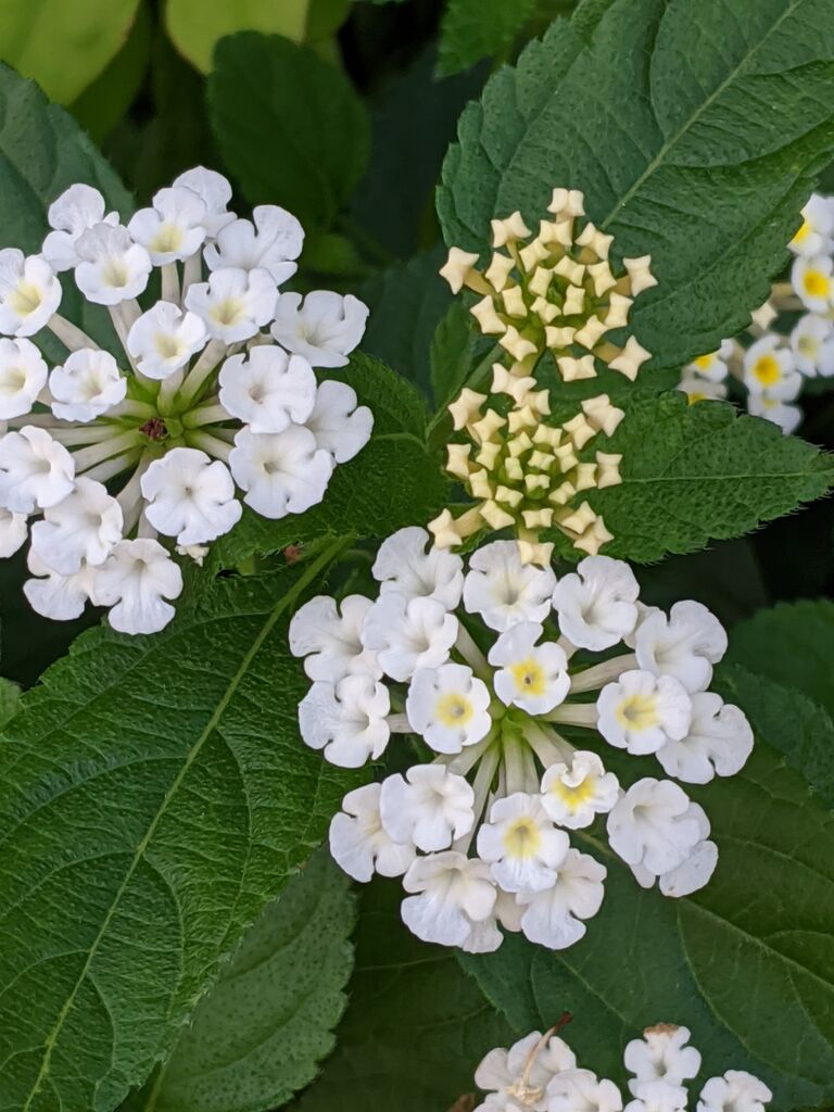 るる散歩 る印日記