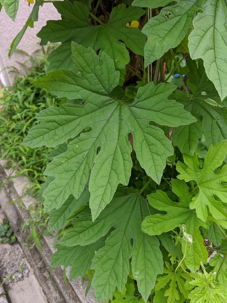 年07月12日 る印日記