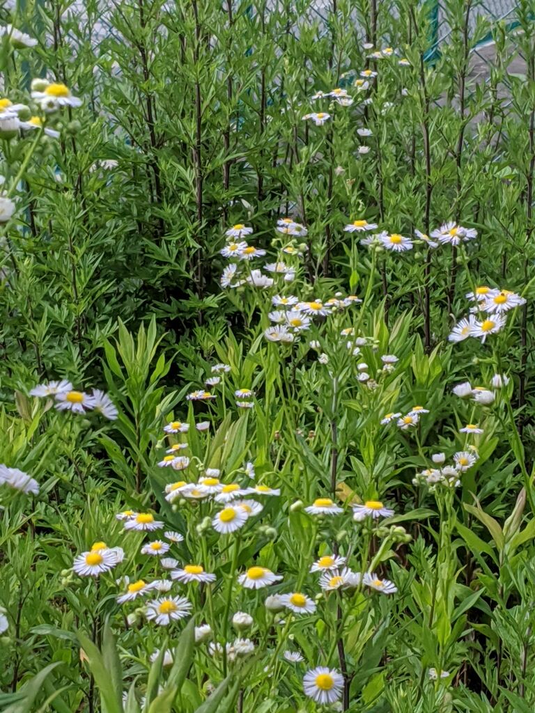 俳句ポスト 兼題 姫女苑 の結果です る印日記