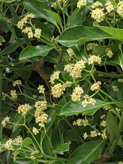 年07月11日 る印日記