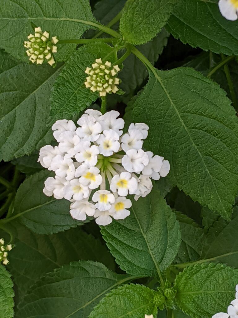 るる散歩 る印日記