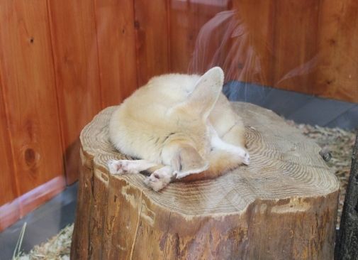 るぅのおいしいうちごはん