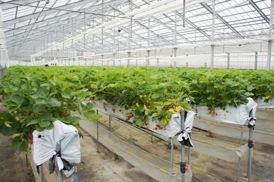 るぅのおいしいうちごはん