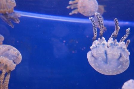 るぅのおいしいうちごはん