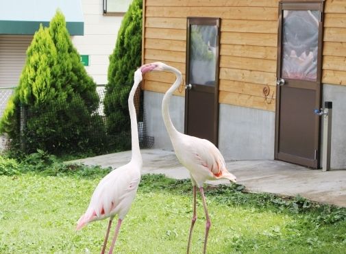 るぅのおいしいうちごはん