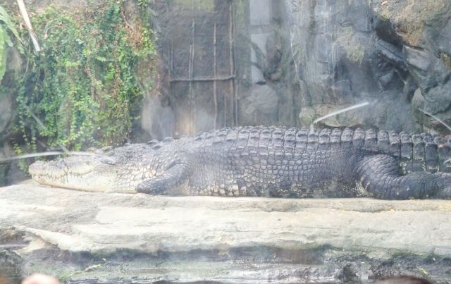 るぅのおいしいうちごはん