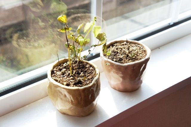 るぅのおいしいうちごはん