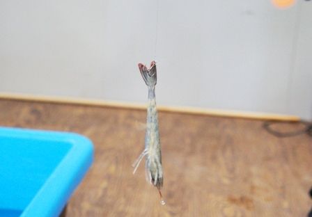 るぅのおいしいうちごはん