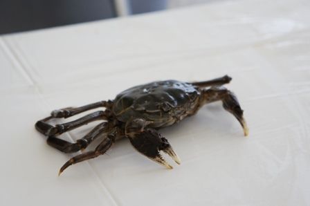 るぅのおいしいうちごはん
