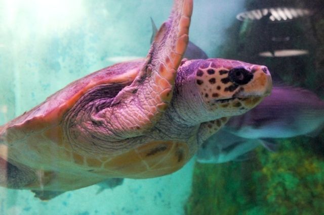 るぅのおいしいうちごはん