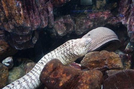 るぅのおいしいうちごはん