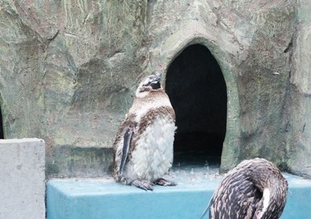 るぅのおいしいうちごはん