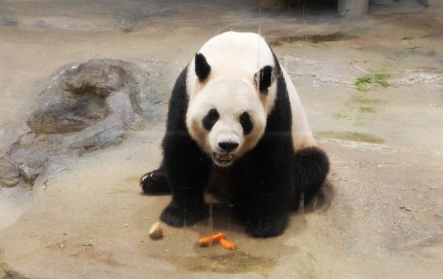 るぅのおいしいうちごはん