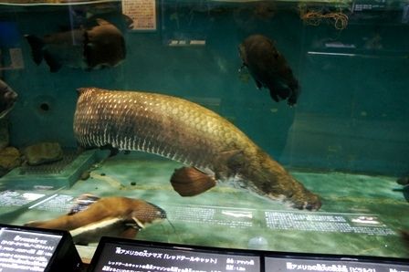 るぅのおいしいうちごはん