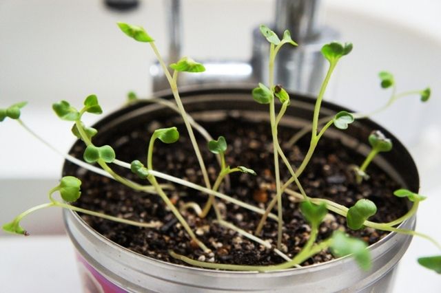 るぅのおいしいうちごはん