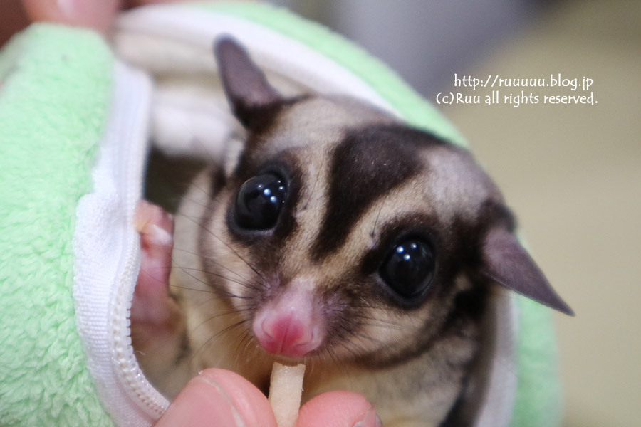 旅日記 盆の旅 17 飛ぶモモンガといじけるミーアキャット るぅのおいしいうちごはん Powered By ライブドアブログ