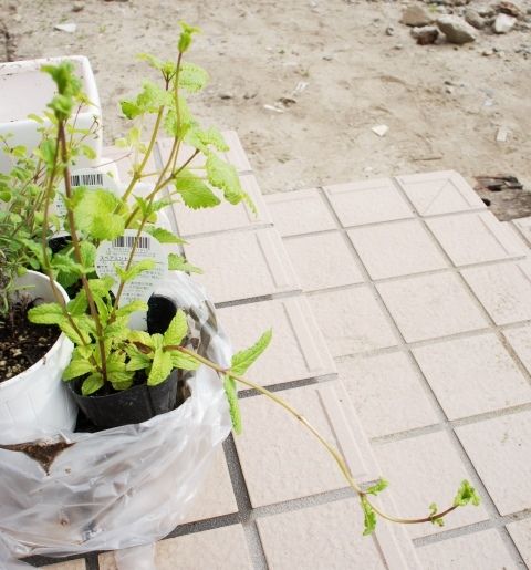 るぅのおいしいうちごはん