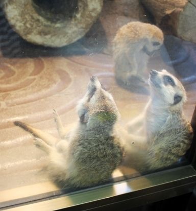 るぅのおいしいうちごはん