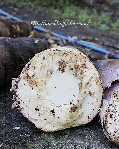 るぅのおいしいうちごはん