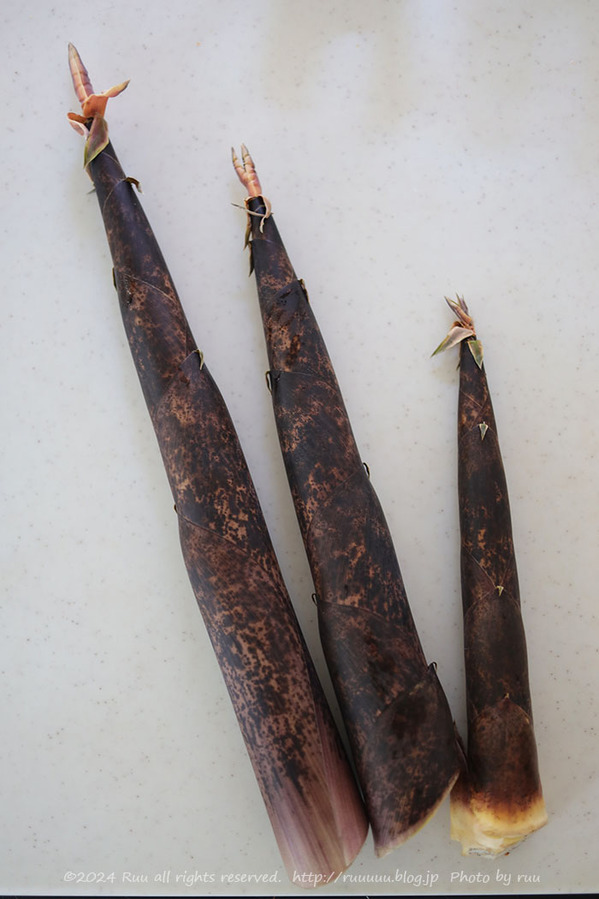 0B8A1030 のコピー