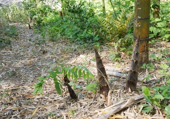 るぅのおいしいうちごはん