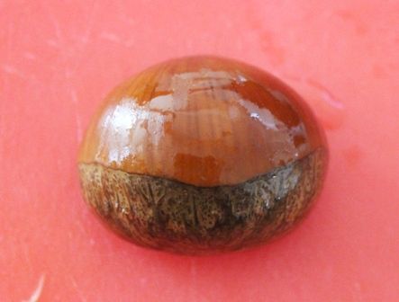 るぅのおいしいうちごはん