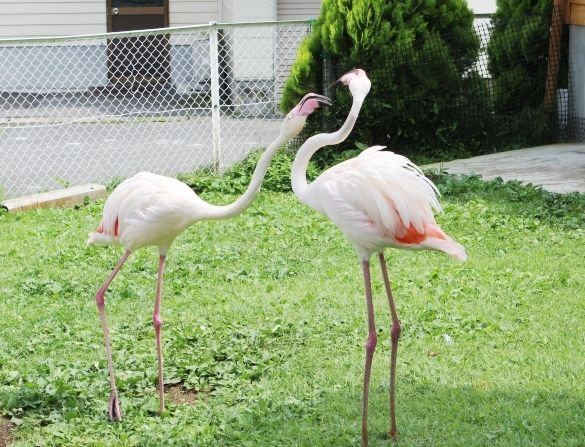 るぅのおいしいうちごはん