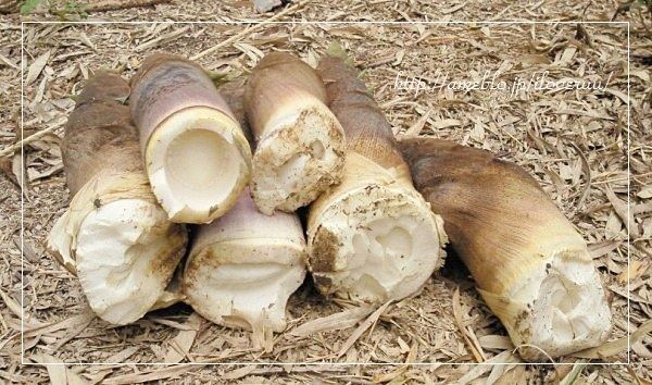 るぅのおいしいうちごはん