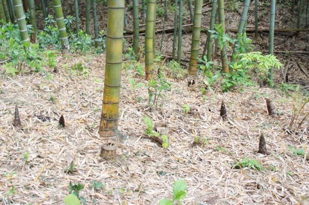 るぅのおいしいうちごはん