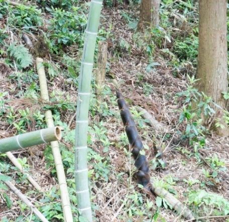 るぅのおいしいうちごはん