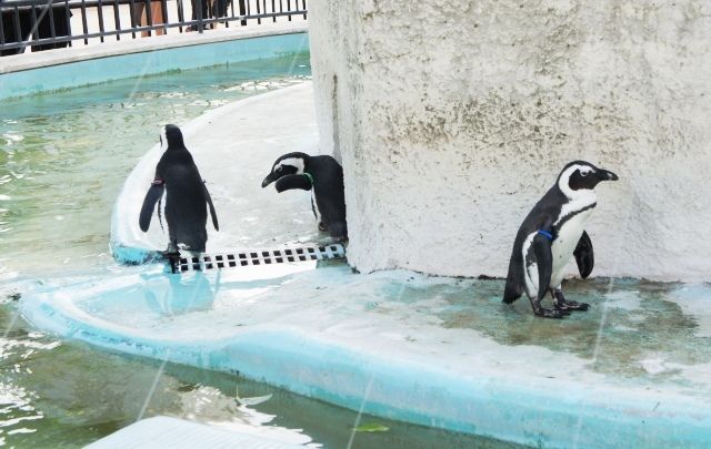 るぅのおいしいうちごはん