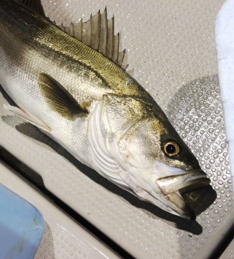 るぅのおいしいうちごはん