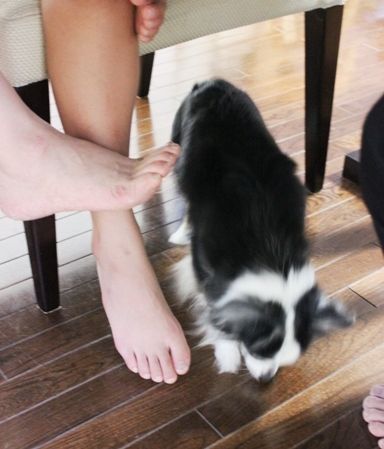 るぅのおいしいうちごはん