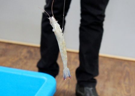 るぅのおいしいうちごはん