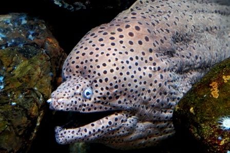 るぅのおいしいうちごはん