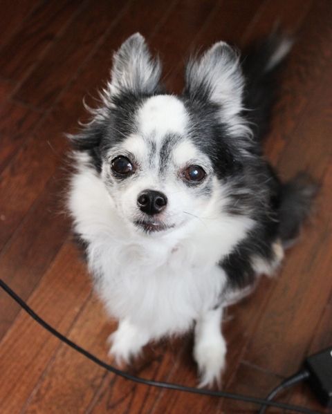 るぅのおいしいうちごはん