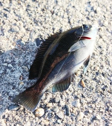るぅのおいしいうちごはん