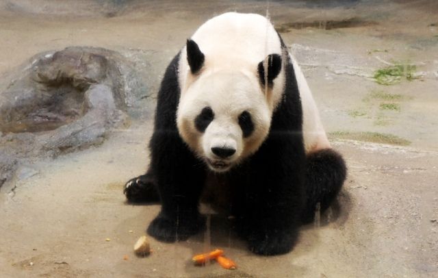 るぅのおいしいうちごはん